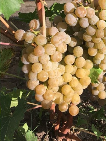 3143fce1-26a1-11f0-8918-246e9611e8f6-1