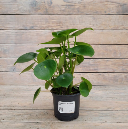 Screenshot 2026-01-26 at 13-34-58 Пеперомия Рейндроп d12 - купить оптом и в розницу в Москве. - Цветочная компания Харченко