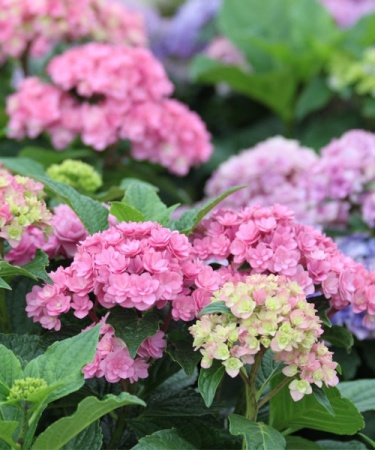 c88ef4d9-dea9-11e4-ab27-001e673ebdea-1