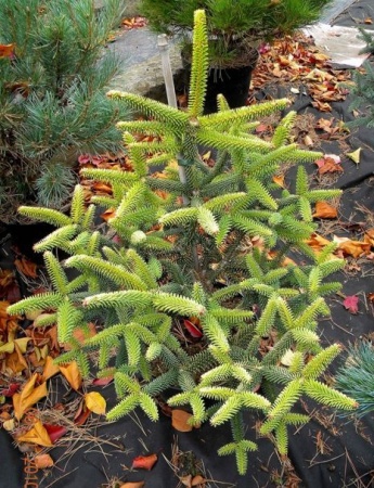 79c814ab-d4d2-11f0-891e-246e9611e8f6-1