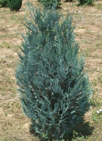 ba05d38d-c373-11ef-8915-246e9611e8f5-1