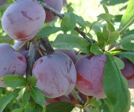 708b16b0-cc09-11ef-8915-246e9611e8f5-1