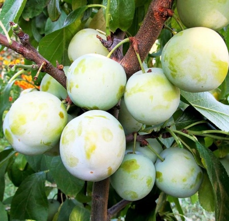 8cd9d52f-cc09-11ef-8915-246e9611e8f5-1