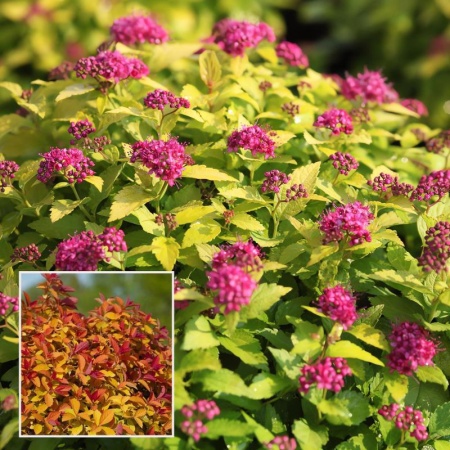 dc100151-113c-11f0-8918-246e9611e8f6-1