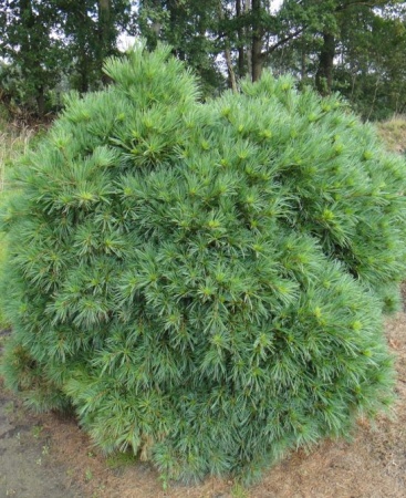 5cd48f8e-70cf-11ed-be6f-001e673ebdea-1