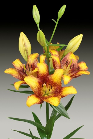 cd85aba3-675a-11ed-bd4c-001e673ebdea-2