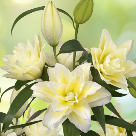 63e317e3-5618-11ea-ab37-005056c00008-1