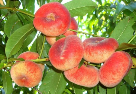 fe0602b7-d33b-11ef-8915-246e9611e8f5-1