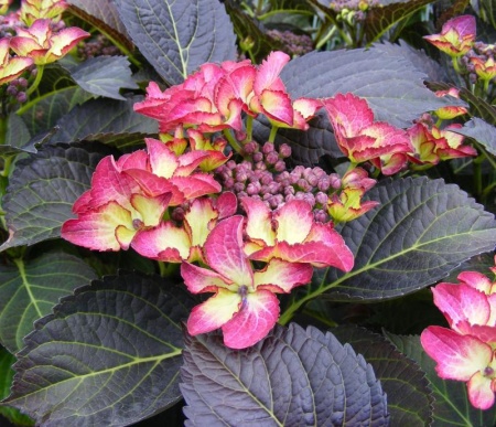 df4bb340-ff13-11e5-9ba7-001e673ebdea-1