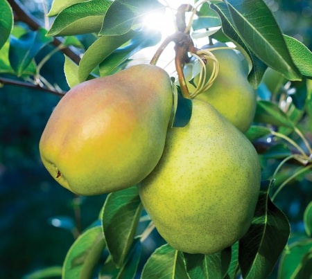 августовская роса