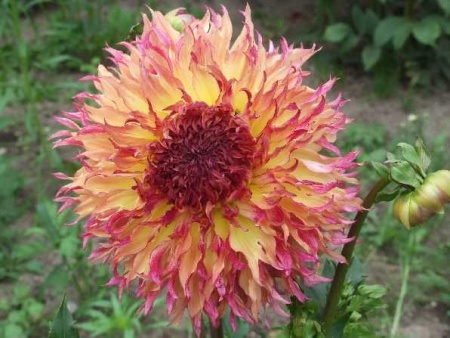 a457d74c-4726-11e1-ab25-00500454e615-1