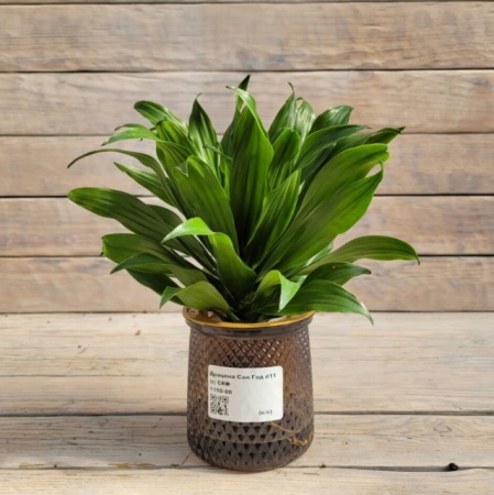 Снимок экрана_26-1-2026_165013_rassadacvetov.ru