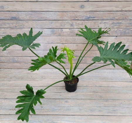 Снимок экрана_26-1-2026_16014_rassadacvetov.ru