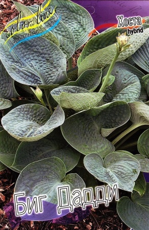 23eb5a0e-3dac-11df-a2cf-00235435134b-2