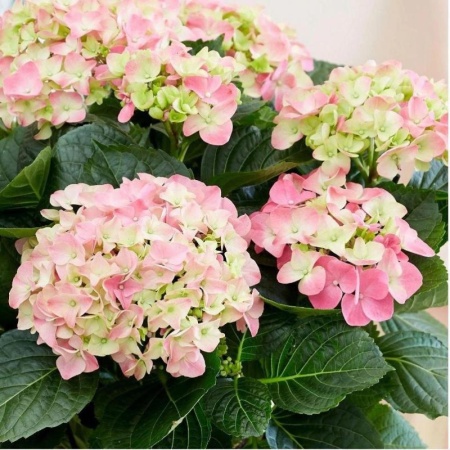 10006047-c474-11f0-891d-246e9611e8f7-1