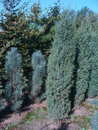 eddc72ff-cf9c-11e4-9bdf-001e673ebdea-1