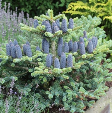 79669730-43c6-11e8-8910-005056c00008-1