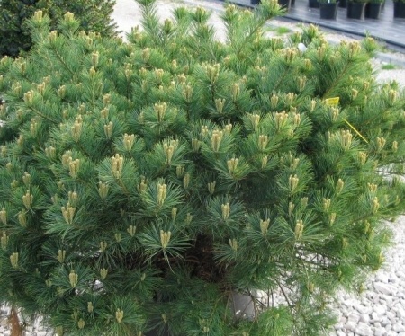 b2cfe5faaf876393b067034da7bfc8f7