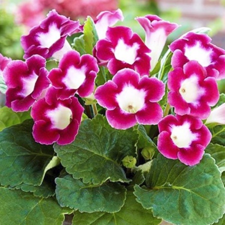 bebe26ce-fd91-11ef-8915-246e9611e8f5-1