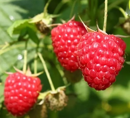 малина химбо топ