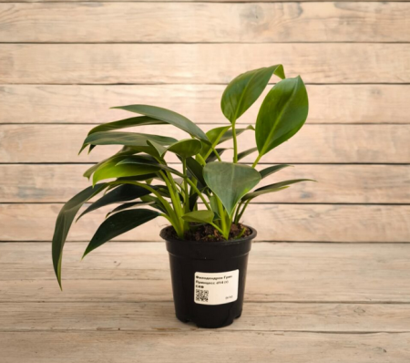 Screenshot 2026-01-26 at 13-42-27 Филодендрон Грин Принцесс d14 - купить оптом и в розницу в Москве. - Цветочная компания Харченко