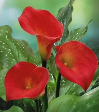 f89baacf-83ca-11e2-8ea8-00500454e615-1