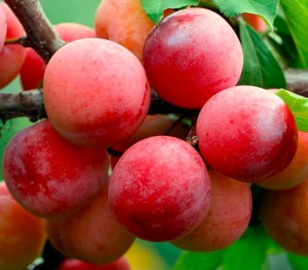 45bc5bb0-bed7-11f0-891d-246e9611e8f7-1