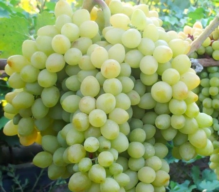 da2a081b-b8a2-11f0-891d-246e9611e8f7-1