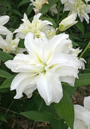 5407082f-b391-11ee-8bd7-001e673ebdea-1