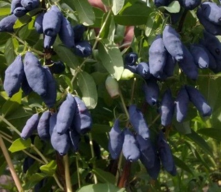 2a6059ba-b8b9-11f0-891d-246e9611e8f7-1