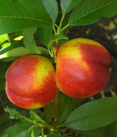 7e43f1f4-d334-11ef-8915-246e9611e8f5-1