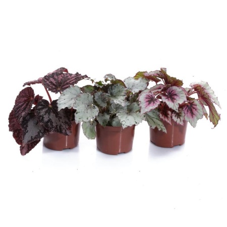 begoniya-reks-gibriden-d12cm-h20cm-(1)