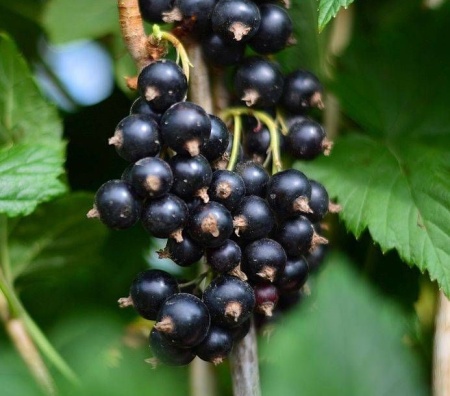 смородина титания