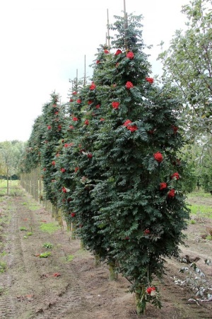 87263aa3-151e-11f0-8918-246e9611e8f6-1