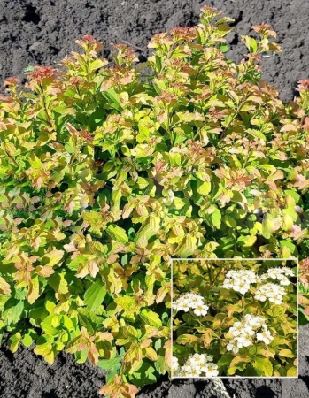 73b591bb-113a-11f0-8918-246e9611e8f6-1