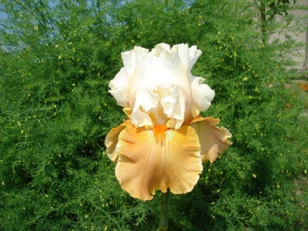 516a4a8c-c229-11e8-a546-005056c00008-1