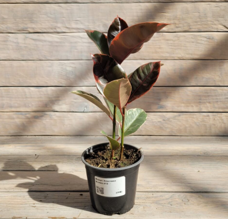 Screenshot 2026-01-26 at 12-46-30 Фикус Эластика Белиз Belize d12 - купить оптом и в розницу в Москве. - Цветочная компания Харченко