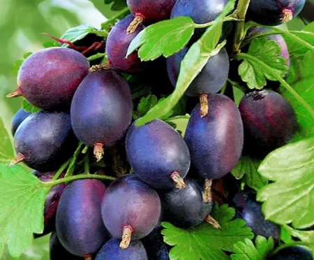 449eccd5-a342-11eb-93b3-005056c00008-1