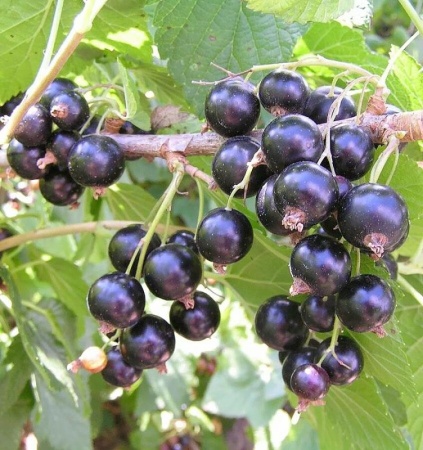 смородина тамерлан