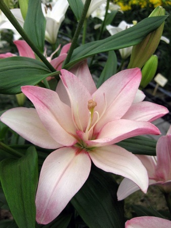 edc7af32-675b-11ed-bd4c-001e673ebdea-1