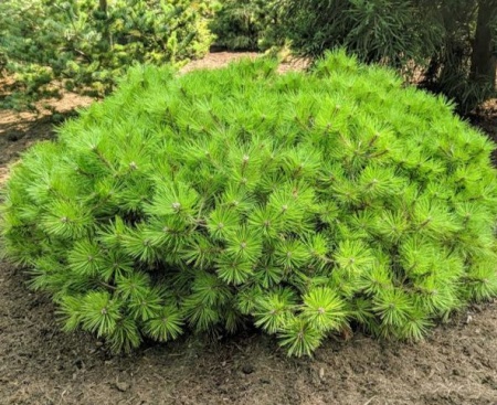 61e52530-d507-11f0-891e-246e9611e8f6-1