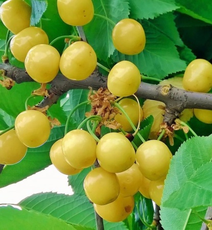 c26f8797-cc0c-11ef-8915-246e9611e8f5-1