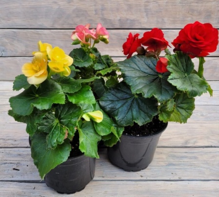 Снимок экрана_26-1-2026_135446_rassadacvetov.ru