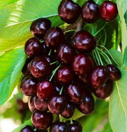 bde06387-be4d-11f0-891d-246e9611e8f7-1