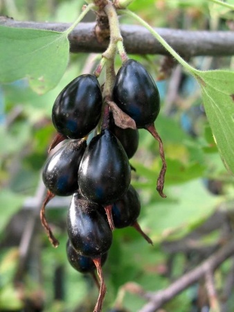 Yoshta-_gibrid-smorodiny-i-kryzhovnika_-Rekst-plody