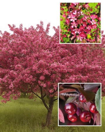 38ab0daf-cc15-11ef-8915-246e9611e8f5-1