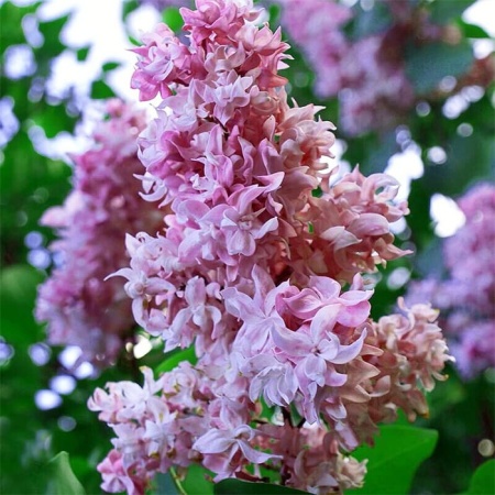 ed242c9d-2f8e-11ef-890e-246e9611e8f7-1