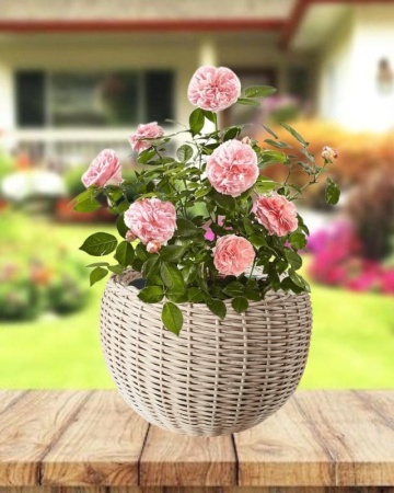 4c118488-da7a-11f0-891e-246e9611e8f6-1