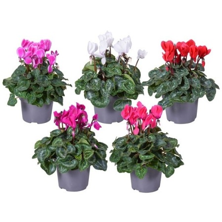 5bb5dc46-cb86-11f0-891e-246e9611e8f6-1