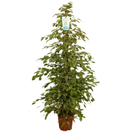 27-170-golden-king-red-800x800